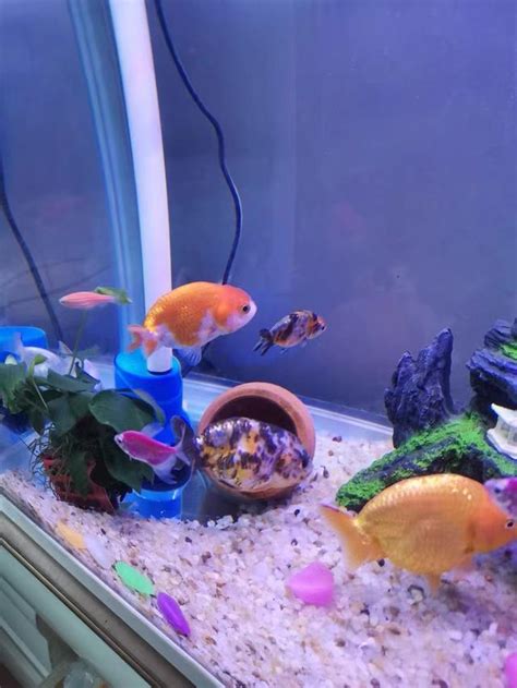 養金魚入門|金魚飼養指南：8個養殖技巧，新手必讀！ 